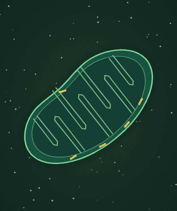 Bacteria living inside a mitochondrion